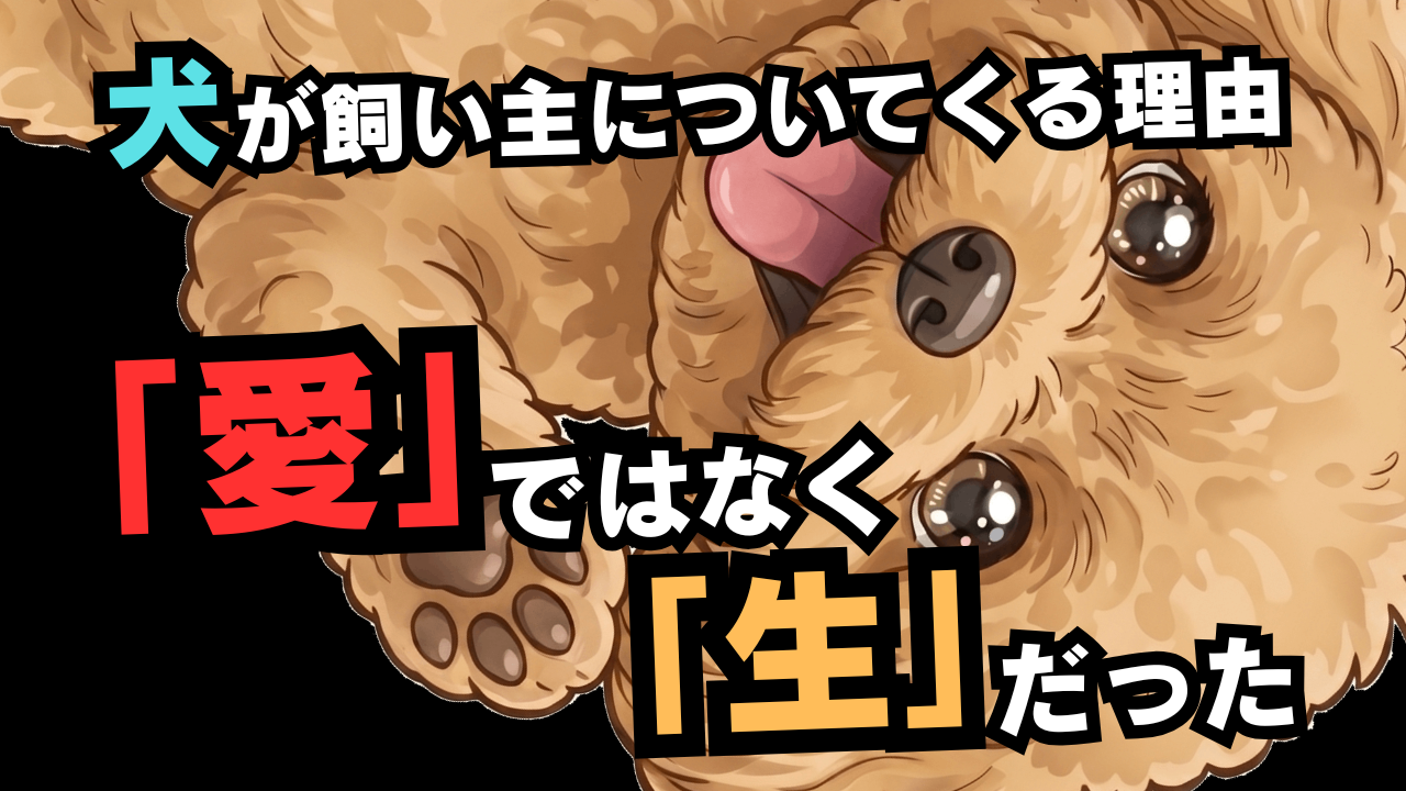 犬がずっとついてくる本当の理由　“愛情”だけじゃない行動心理